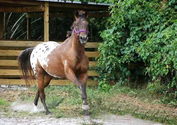 new_spirit_farm_horses3