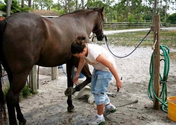 new_spirit_farm_horses5