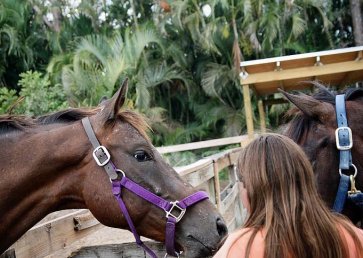 new_spirit_farm_horses6