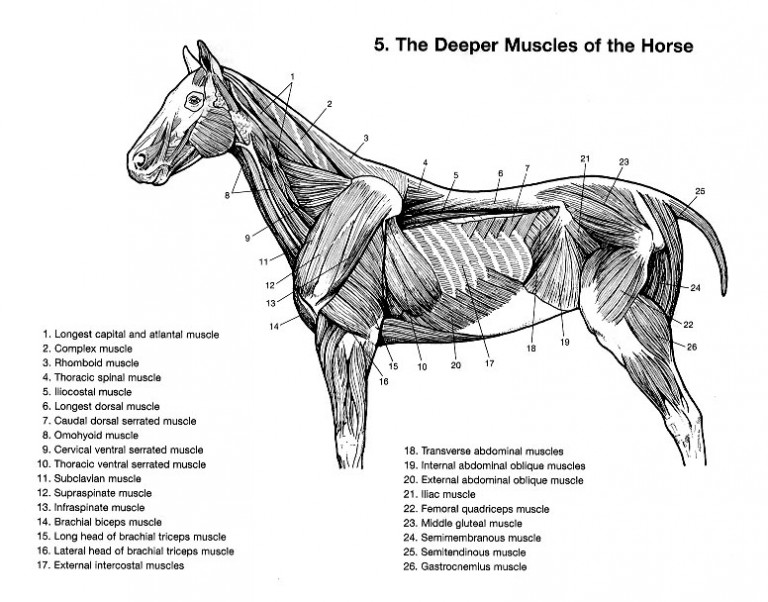 Equestrian and Horse Anatomy Deep Muscles