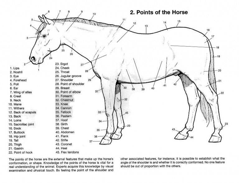The Points of The Horse Horse