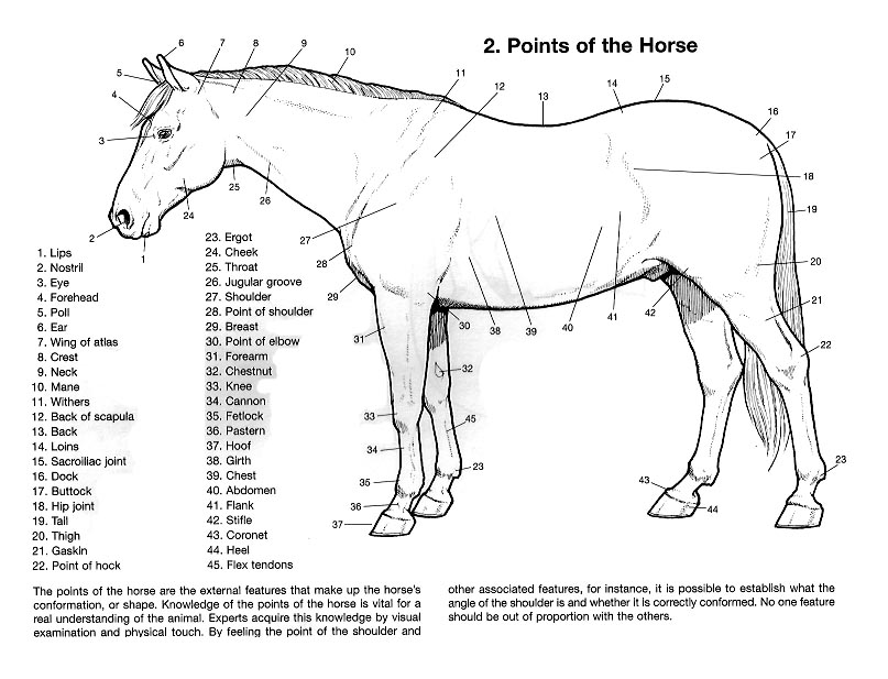 the-points-of-the-horse-horse-anatomy